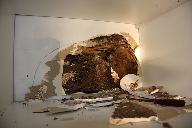 Property Owners, You Need to Know These Things About Termites