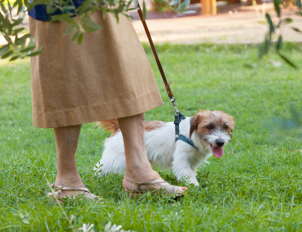 Why You’d Be Crazy to NOT Allow Pets in Your Building