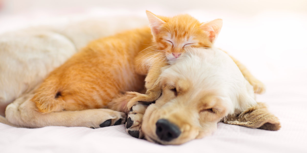 Cat and dog cuddling. Zenith Properties in Clark County WA talks about if you should allow pets in a rental property.
