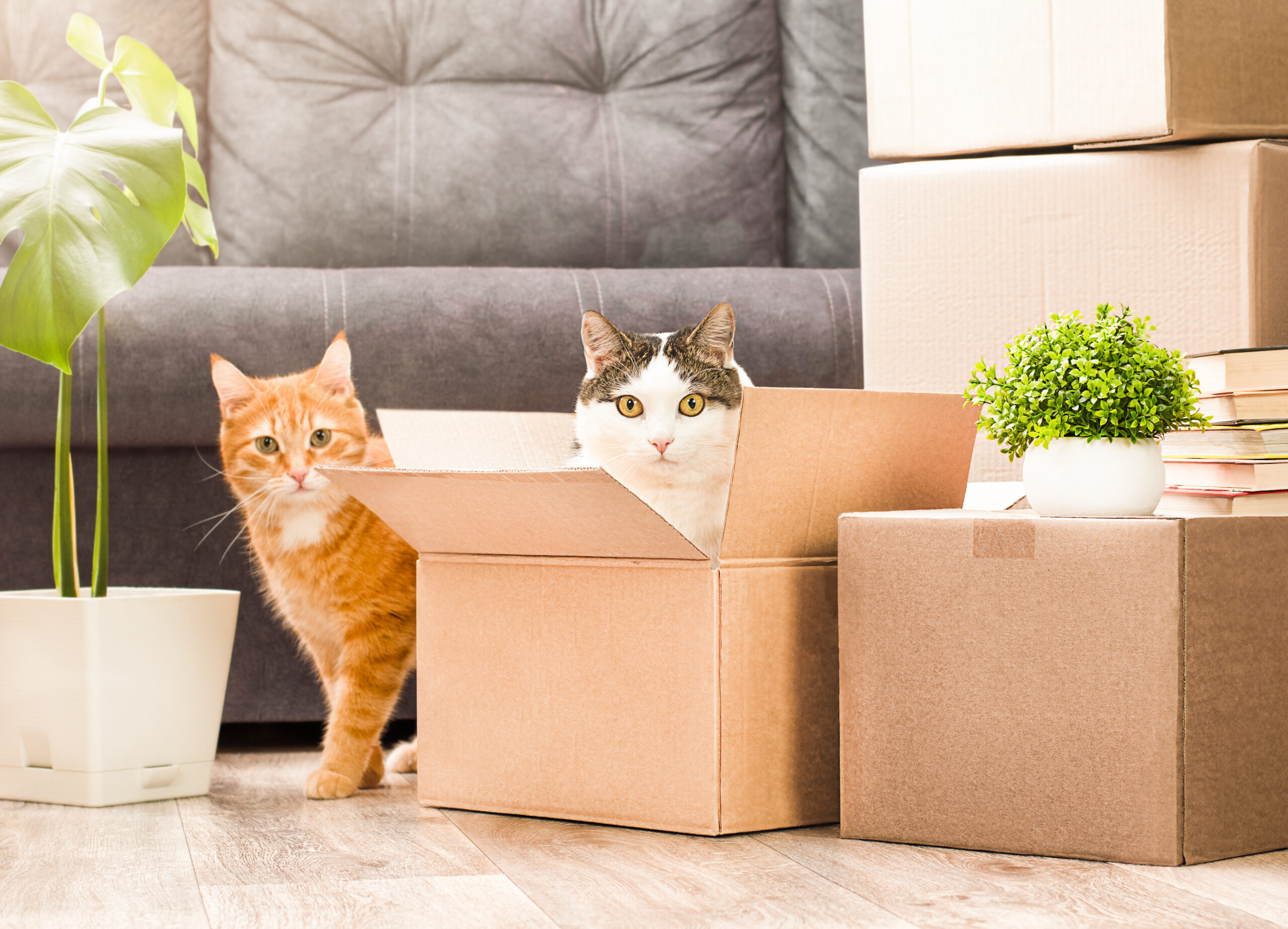 Cats in a box in an apartment